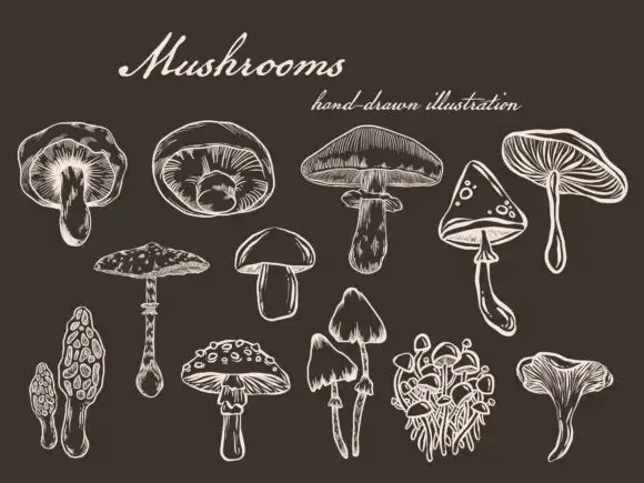 Mushrooms autumn brushes Procreate 3 074049
