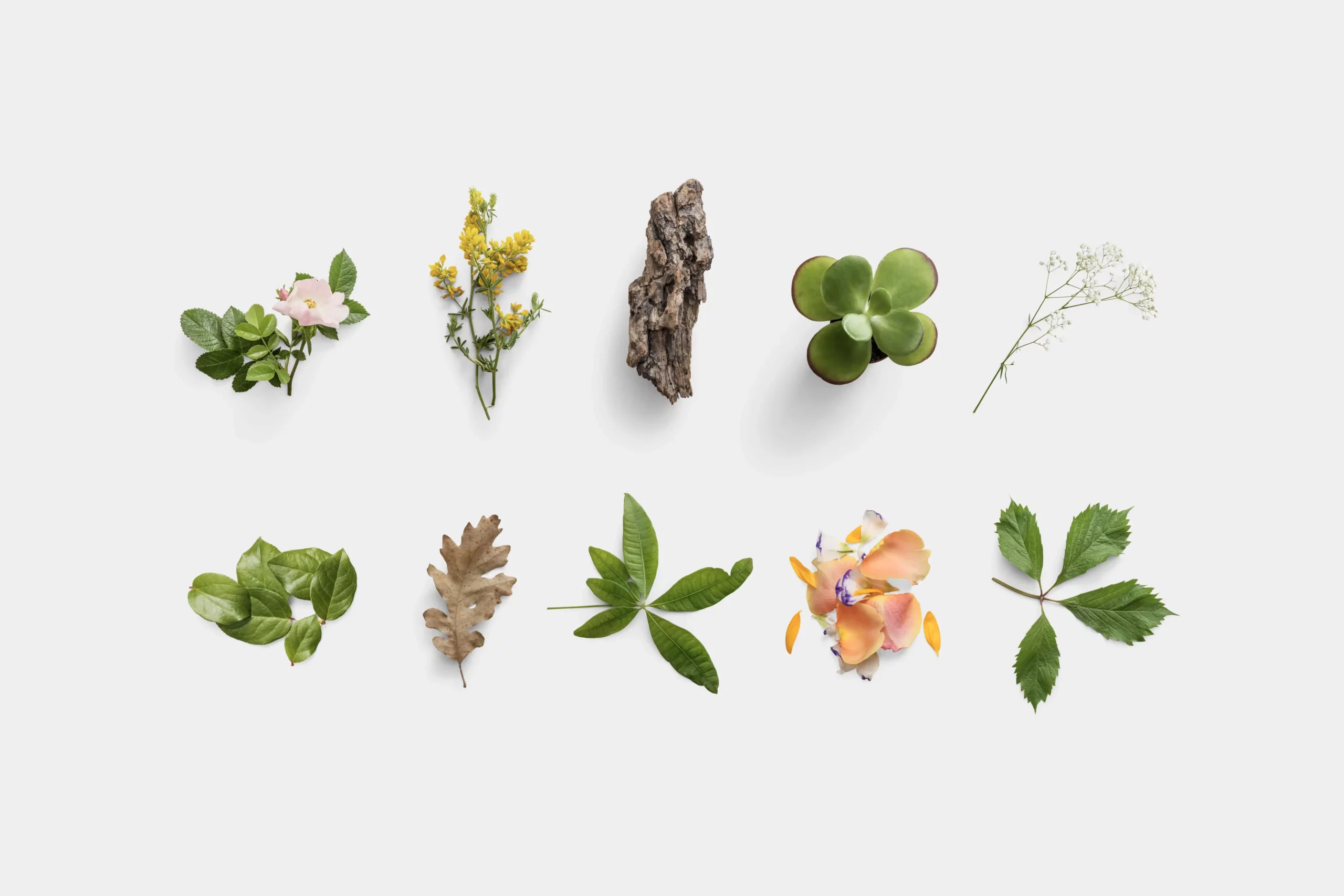 Plants