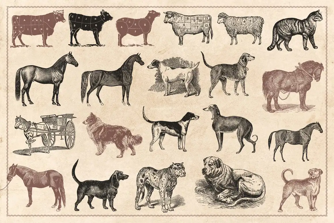 100 Vintage Farm Animals (Vector) 6 100 vintage farm animals (vector) (4) 20225