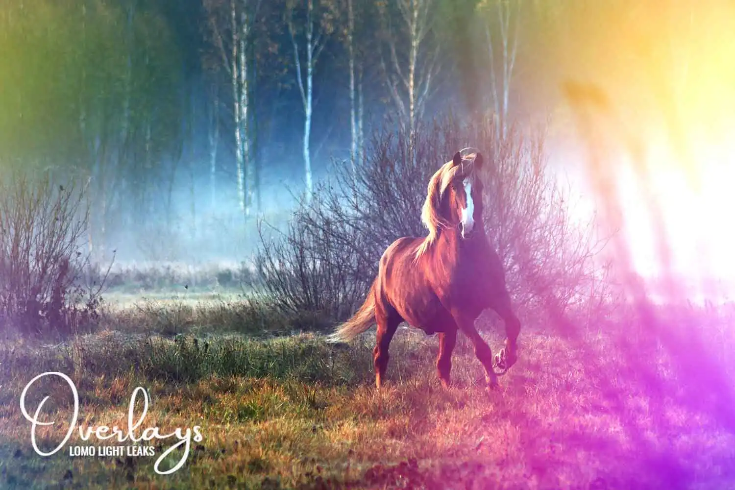 Lomo Light Leaks Overlays - Full Pack 15 30 lomo light leaks overlays preview (3) 10736