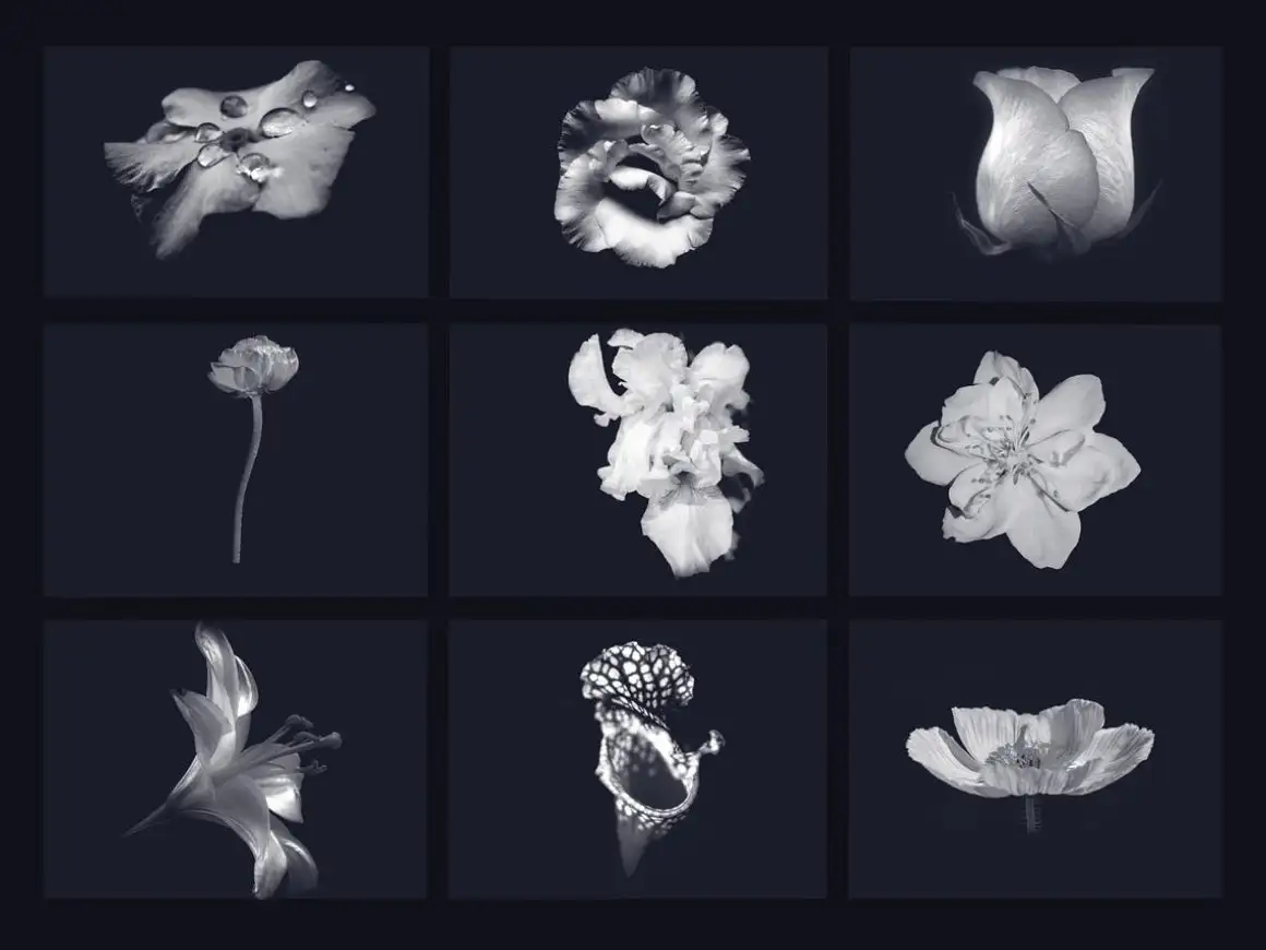 40 flowers brushes for procreate 7 40 flowers brushes for procreate (5) 28271