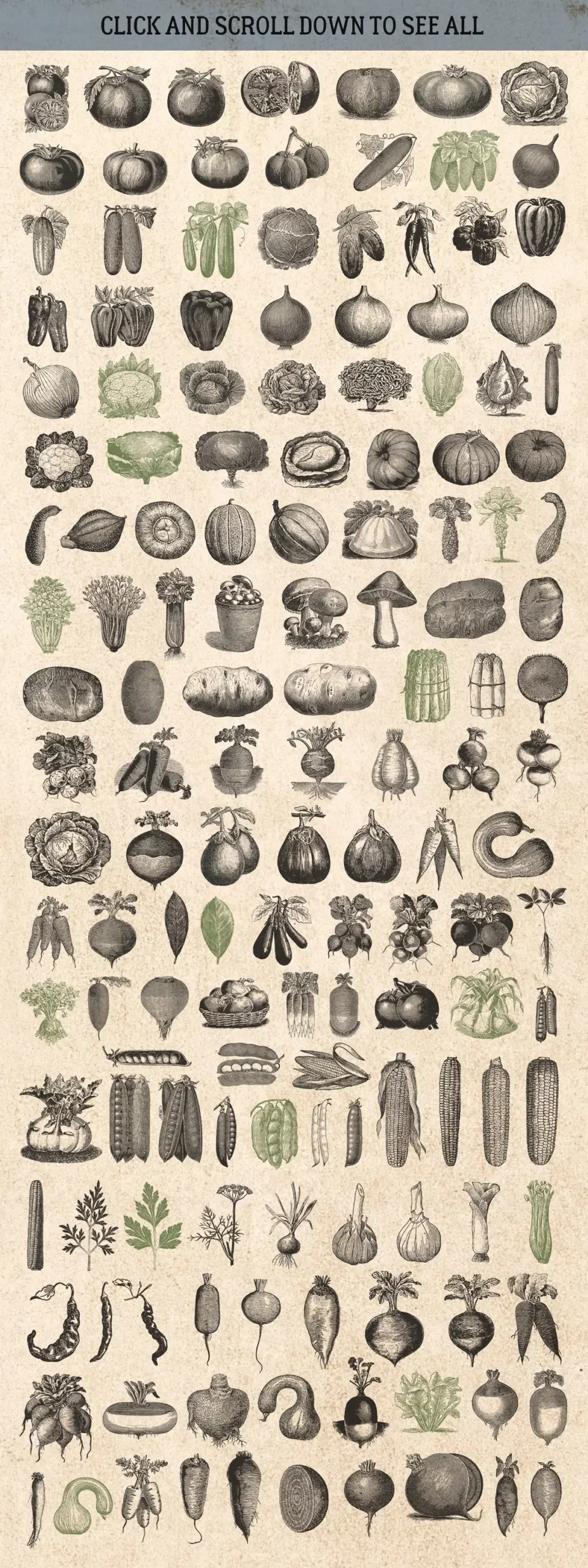 87% OFF Vintage Bundle - Free Update 14 87% off vintage bundle free update 2 vegetables 20709