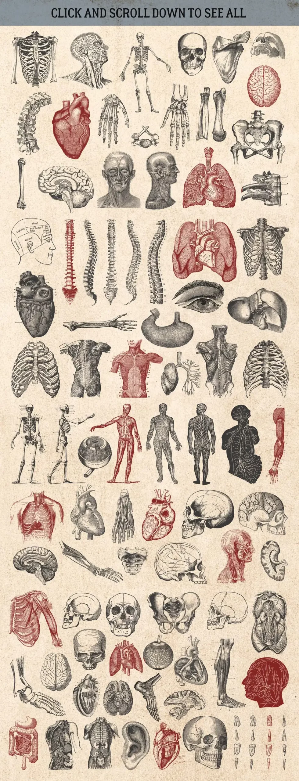87% OFF Vintage Bundle - Free Update 11 87% off vintage bundle free update 5 anatomy 20718