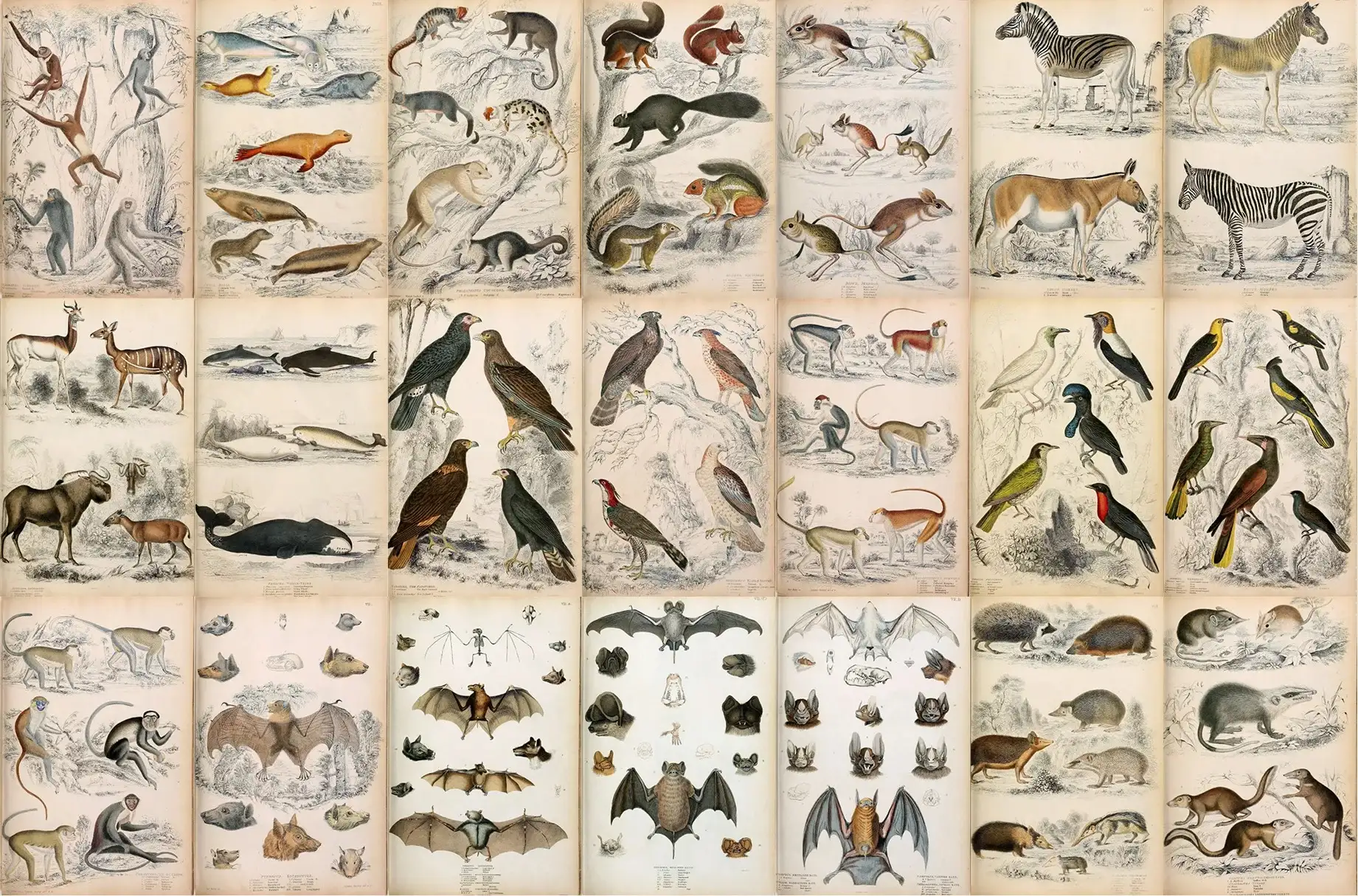 A Journal of Natural History Illustrations 9 a journal of natural history illustrations (1) 27985