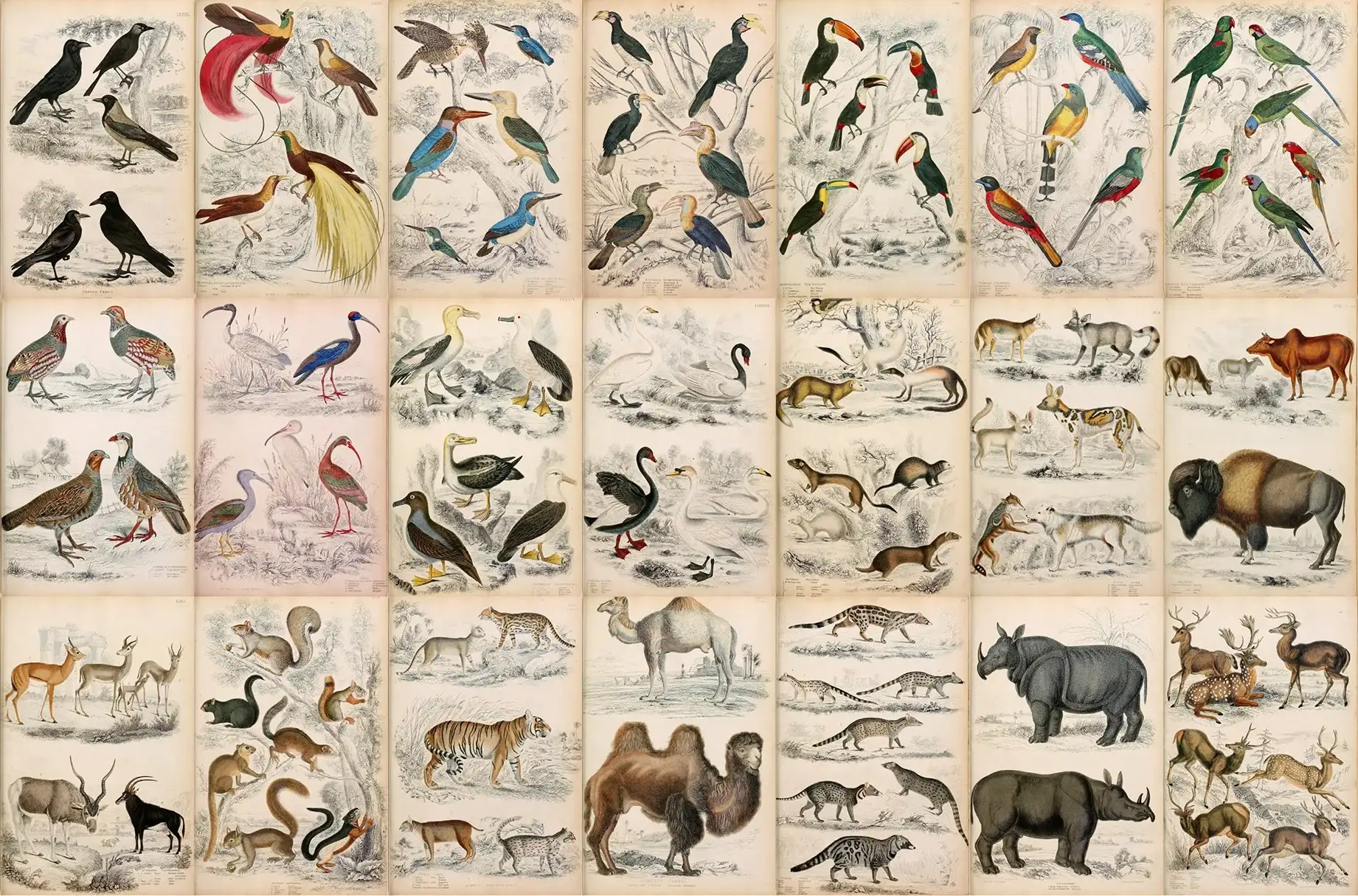 A Journal of Natural History Illustrations 8 a journal of natural history illustrations (5) 27996