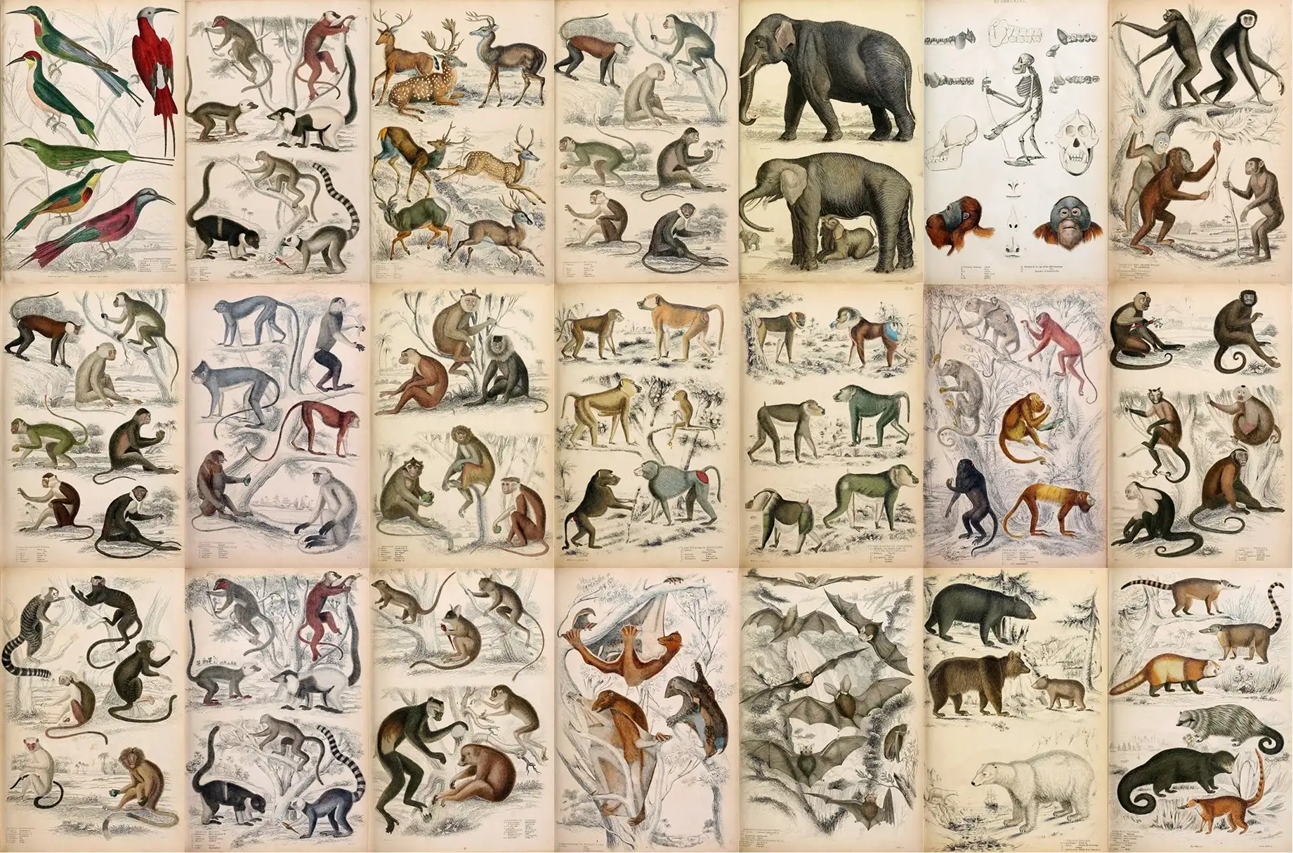 A Journal of Natural History Illustrations 6 a journal of natural history illustrations (6) 28001