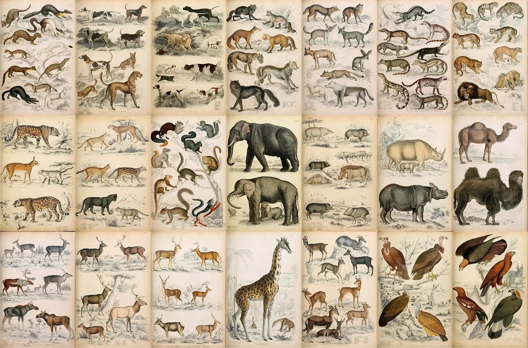 A Journal of Natural History Illustrations 5 a journal of natural history illustrations (7) 28002