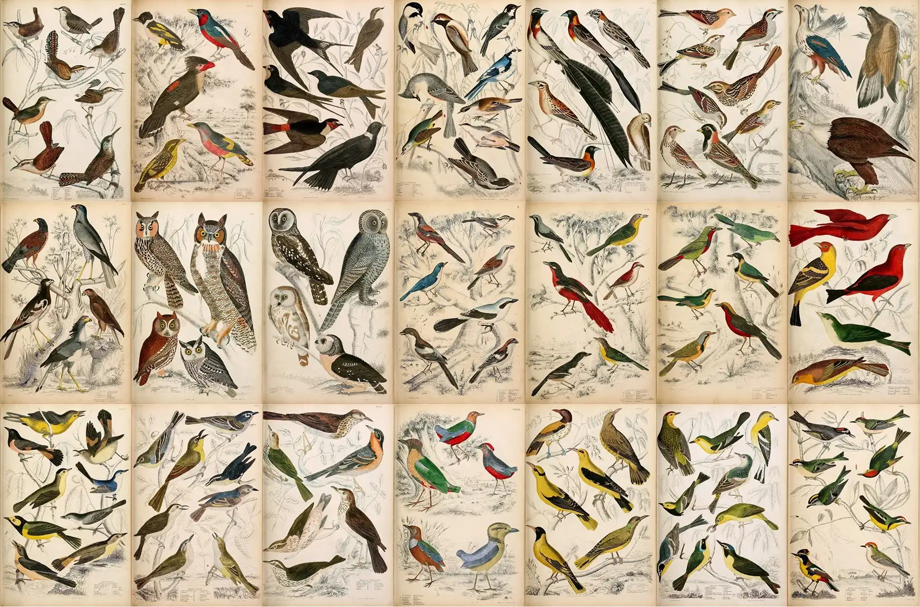 A Journal of Natural History Illustrations 4 a journal of natural history illustrations (8) 28013