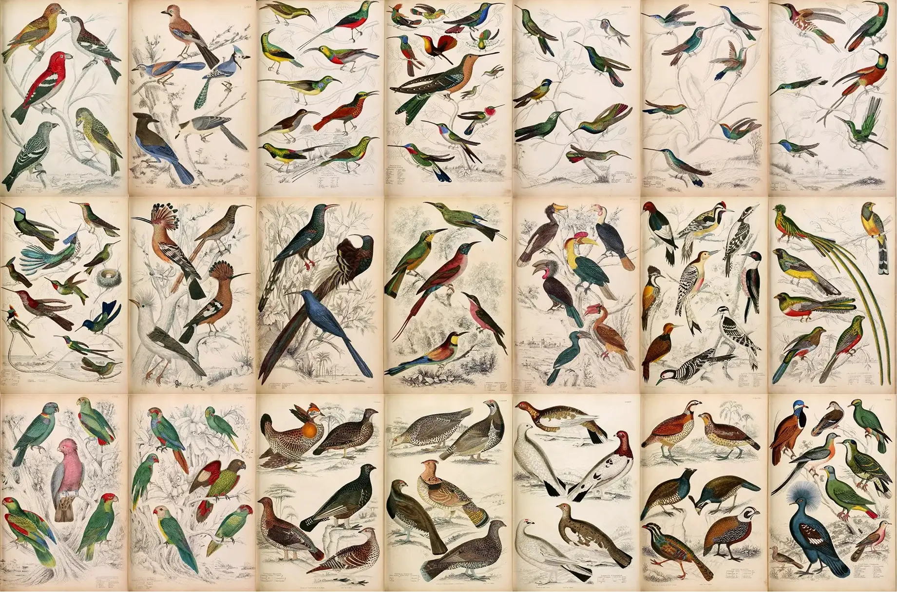 A Journal of Natural History Illustrations 7 a journal of natural history illustrations (9) 27998