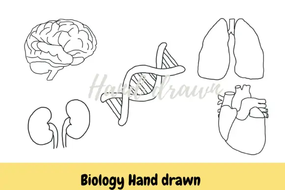 Biology Procreate Hand Drawn Brush Stamp Free Download