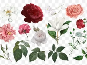 beautiful hand drawn various roses collection transparent background png 50640
