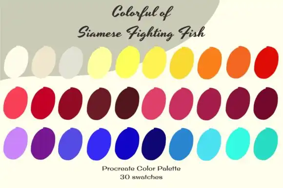 Colorlful of Siamese Fighting Fish 4 colorlful of siamese fighting fish graphics 8311936 2 580x386 (2) 52844