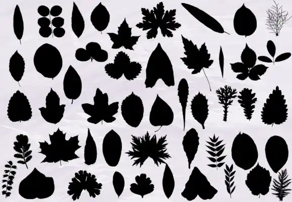 Leaf Photoshop Brushes Set Silhouette 3 leaf photoshop brushes set silhouette graphics 20035718 2 580x400 57309