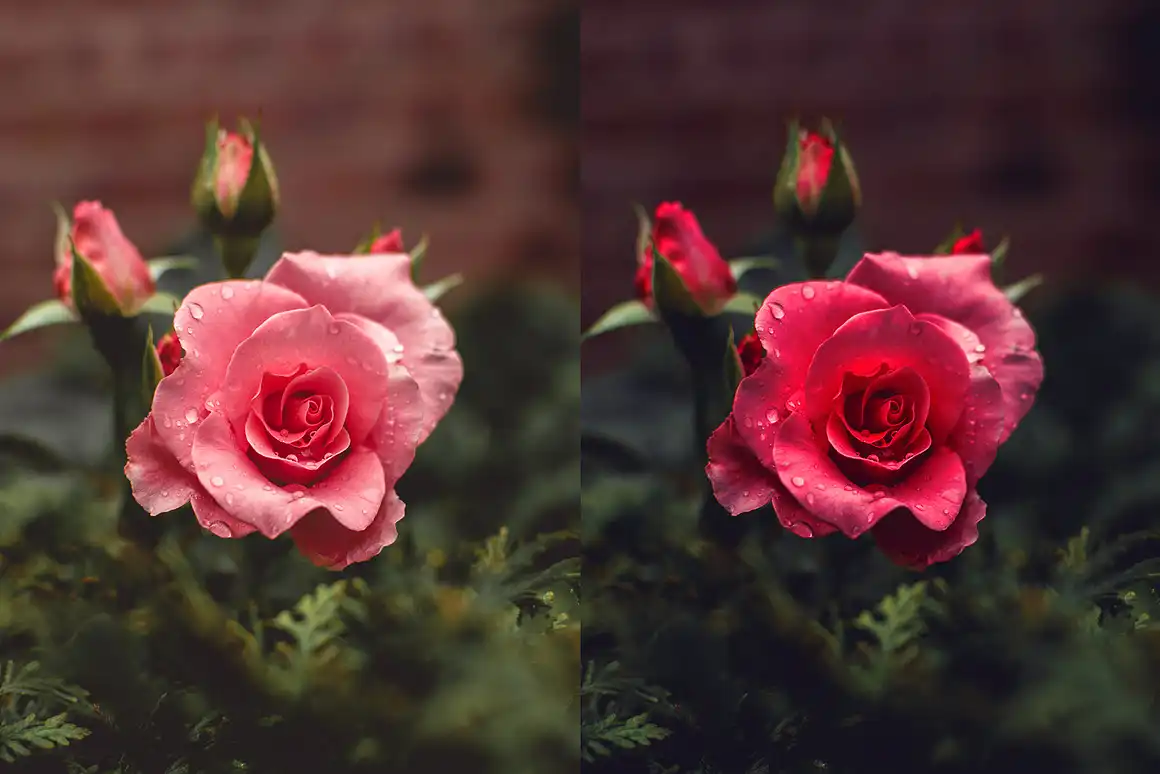Rose Photoshop Action 4 rose photoshop action3 60275