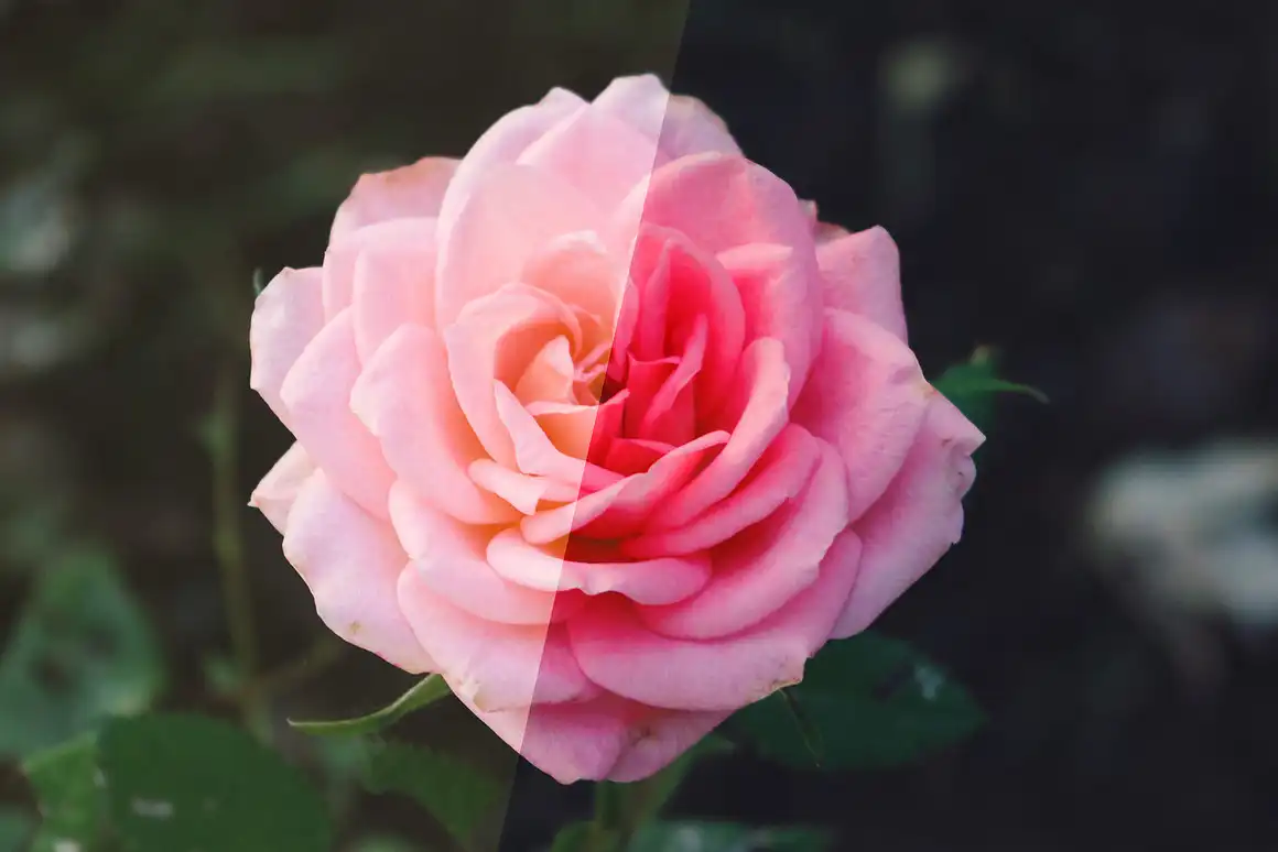 Rose Photoshop Action 6 rose photoshop action5 60125