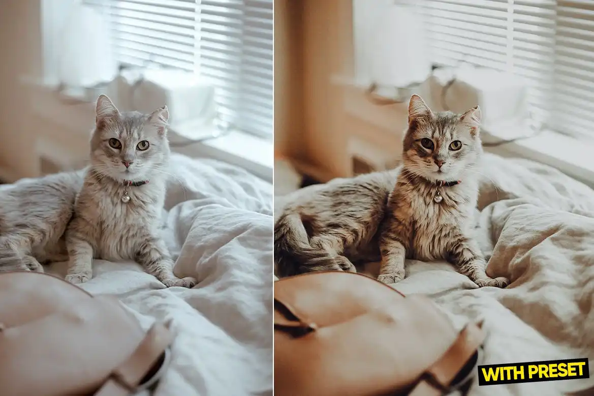 ARTA - Stately Presets for Lightroom 3 arta stately presets for lightroom (1) 85116