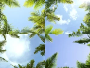 12 palm trees against blue sky backgrounds2