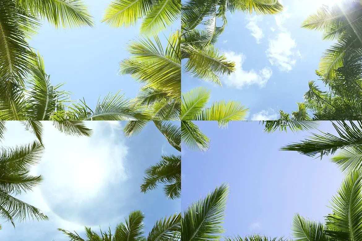 12 Palm Trees Against Blue Sky Backgrounds