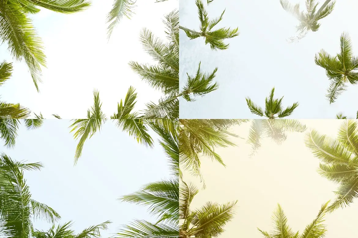 12 Palm Trees Against Blue Sky Backgrounds 3 12 palm trees against blue sky backgrounds3