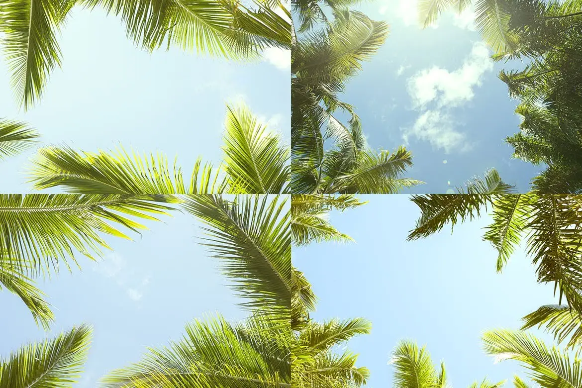 12 Palm Trees Against Blue Sky Backgrounds 4 12 palm trees against blue sky backgrounds4