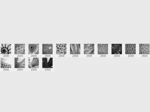 15 organic photoshop stamp brushes 2