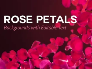 4 rose petals backgrounds with editable text1