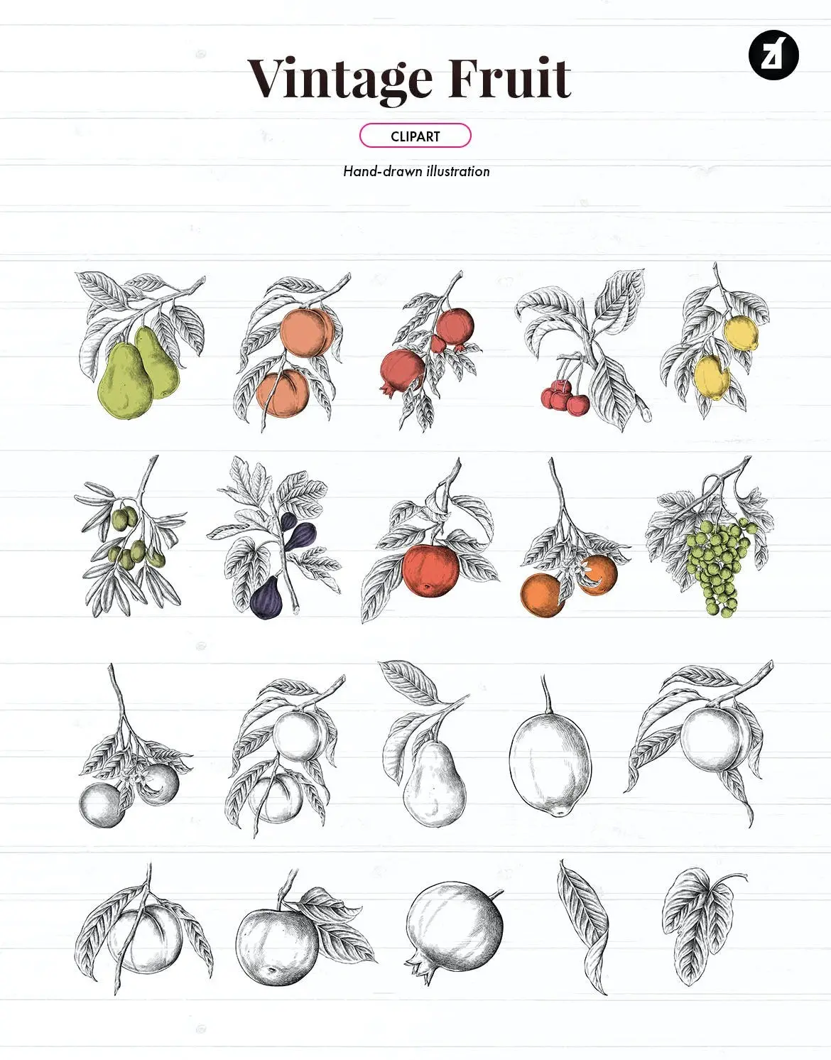 45 Vintage fruit isolated illustration pack 3 45 vintage fruit isolated illustration pack2