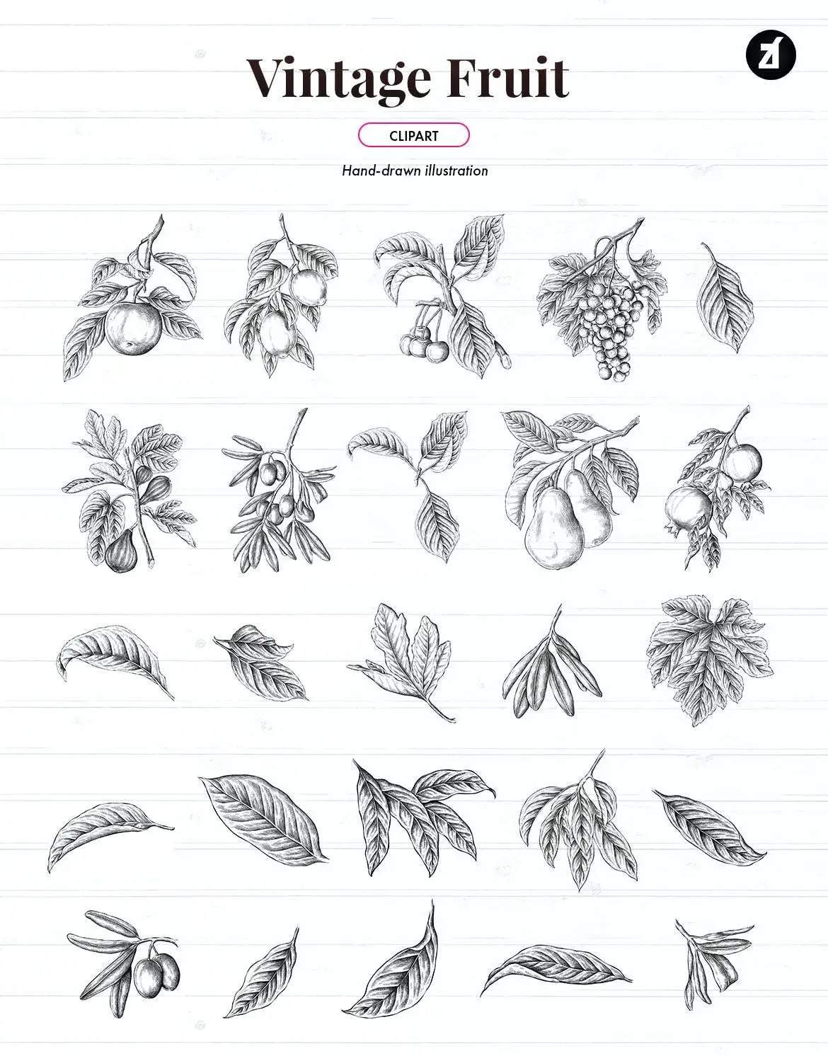 45 Vintage fruit isolated illustration pack 4 45 vintage fruit isolated illustration pack3