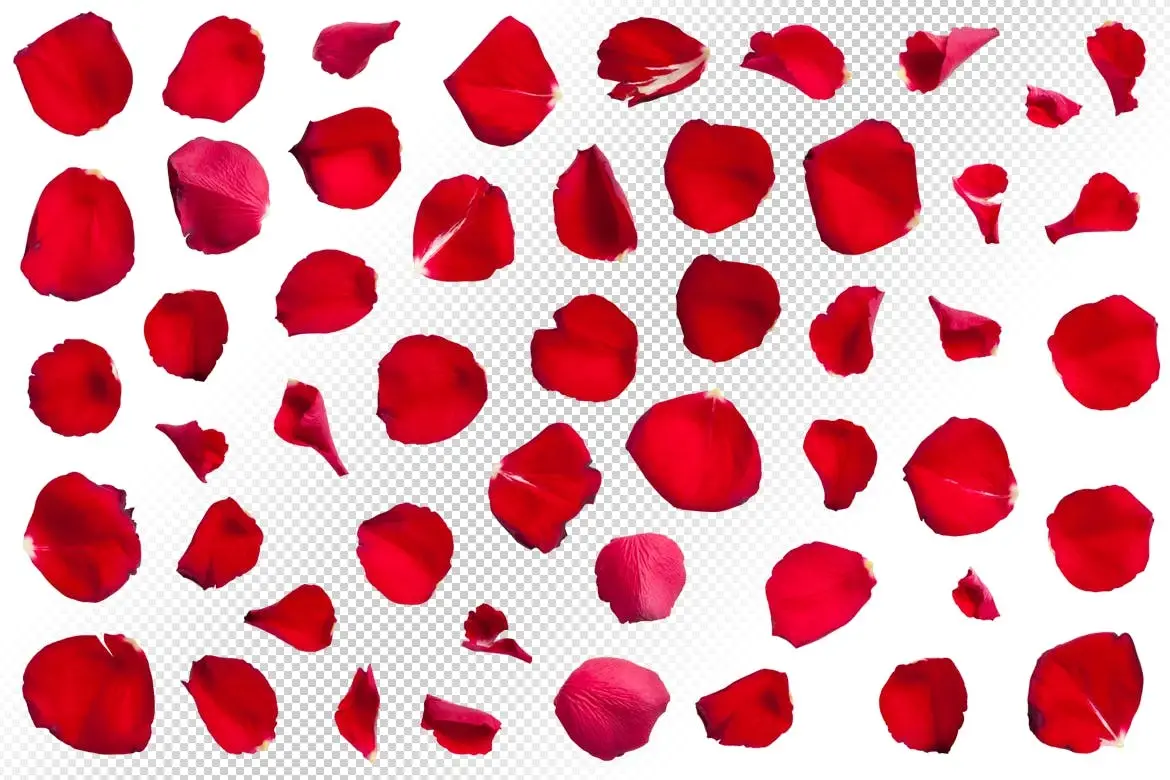 50 Isolated Red Rose Petals 3 50 isolated red rose petals2