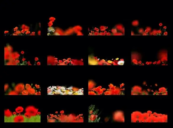 66+ Poppie Flowers Photo Overlays, Photography Overlays, Wedding Overlays, Flowers Overlay, Poppie Overlays 6 66 poppie flowers photo overlays5