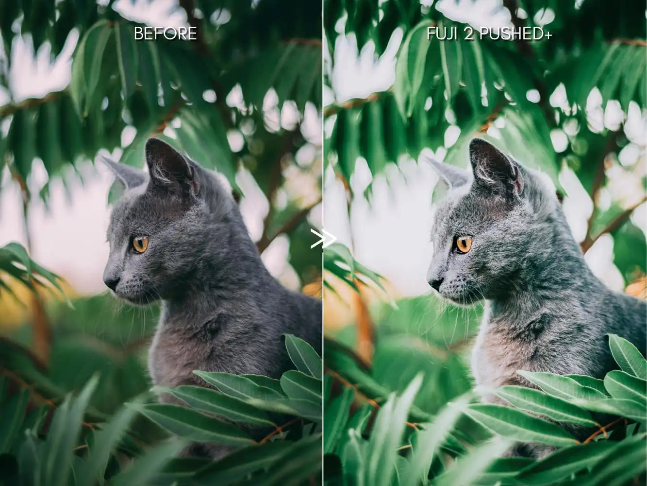 Bright Vibrant Fujifilm Lightroom Presets 8 bright vibrant fujifilm lightroom presets 2