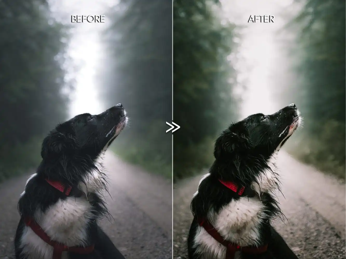 Moody Rich Greens Outdoor Travel Lightroom Presets 9 moody rich greens outdoor travel lightroom presets 3
