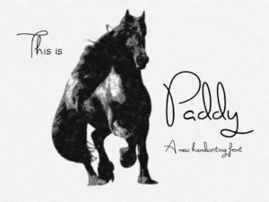 paddy