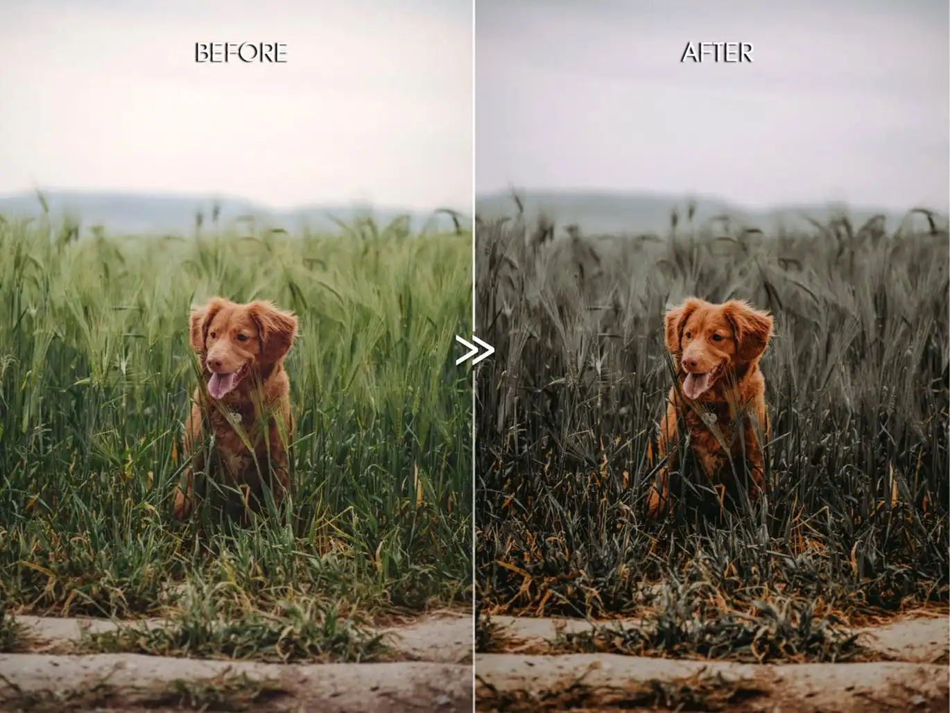 Pine Warm Moody Outdoor Wedding Lightroom Presets 10 pine warm moody outdoor wedding lightroom presets 7