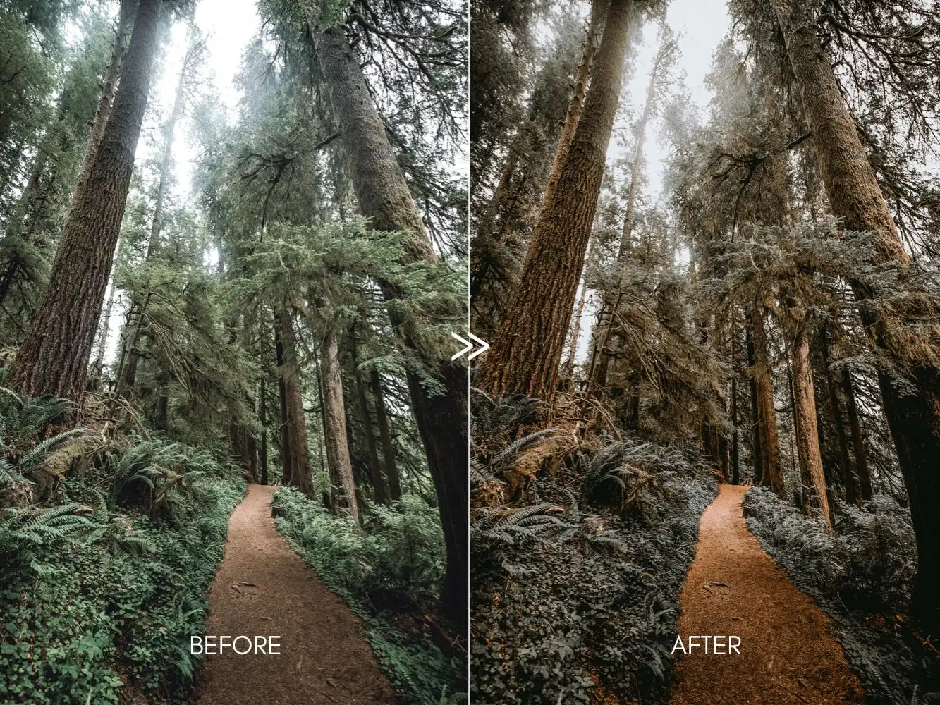 Pine Warm Moody Outdoor Wedding Lightroom Presets 7 pine warm moody outdoor wedding lightroom presets 8