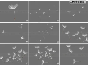 dandelion overlays02