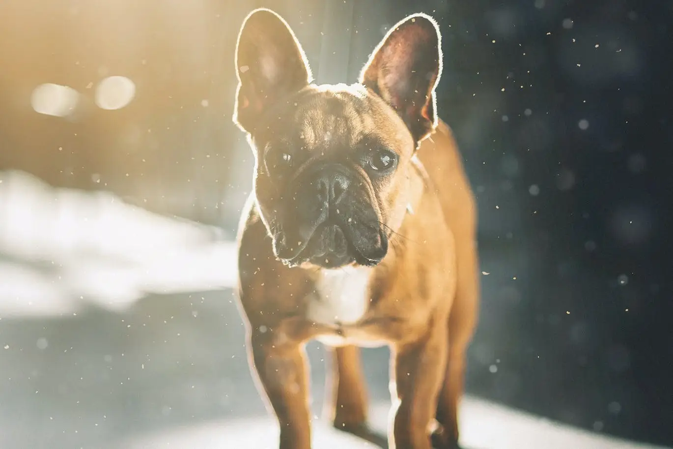 Floating Dust Photoshop Overlays & Action