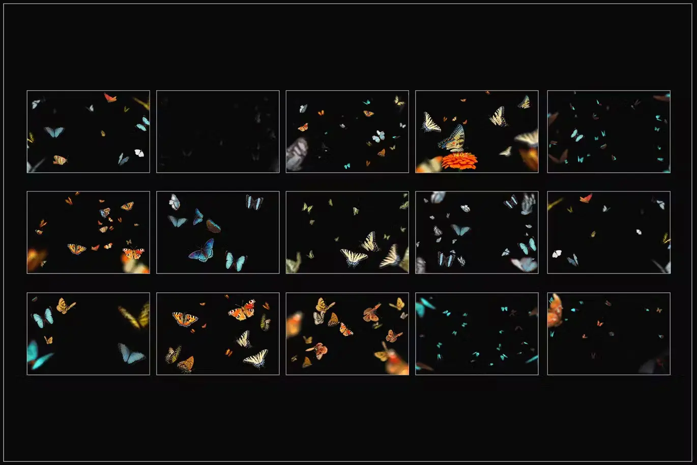 Flying Butterflies Overlays 2 flying butterflies overlays3