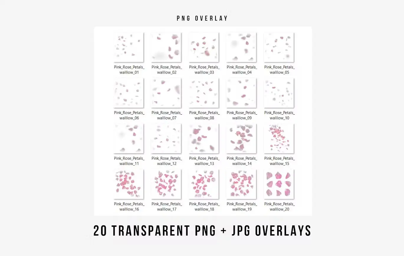 Pink rose flower petals transparent PNG overlays 6 pink rose flower petals transparent png overlays2