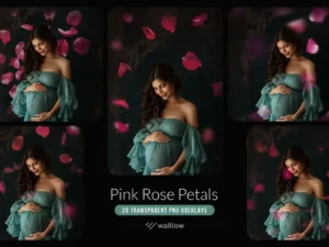 pink rose flower petals transparent png overlays3