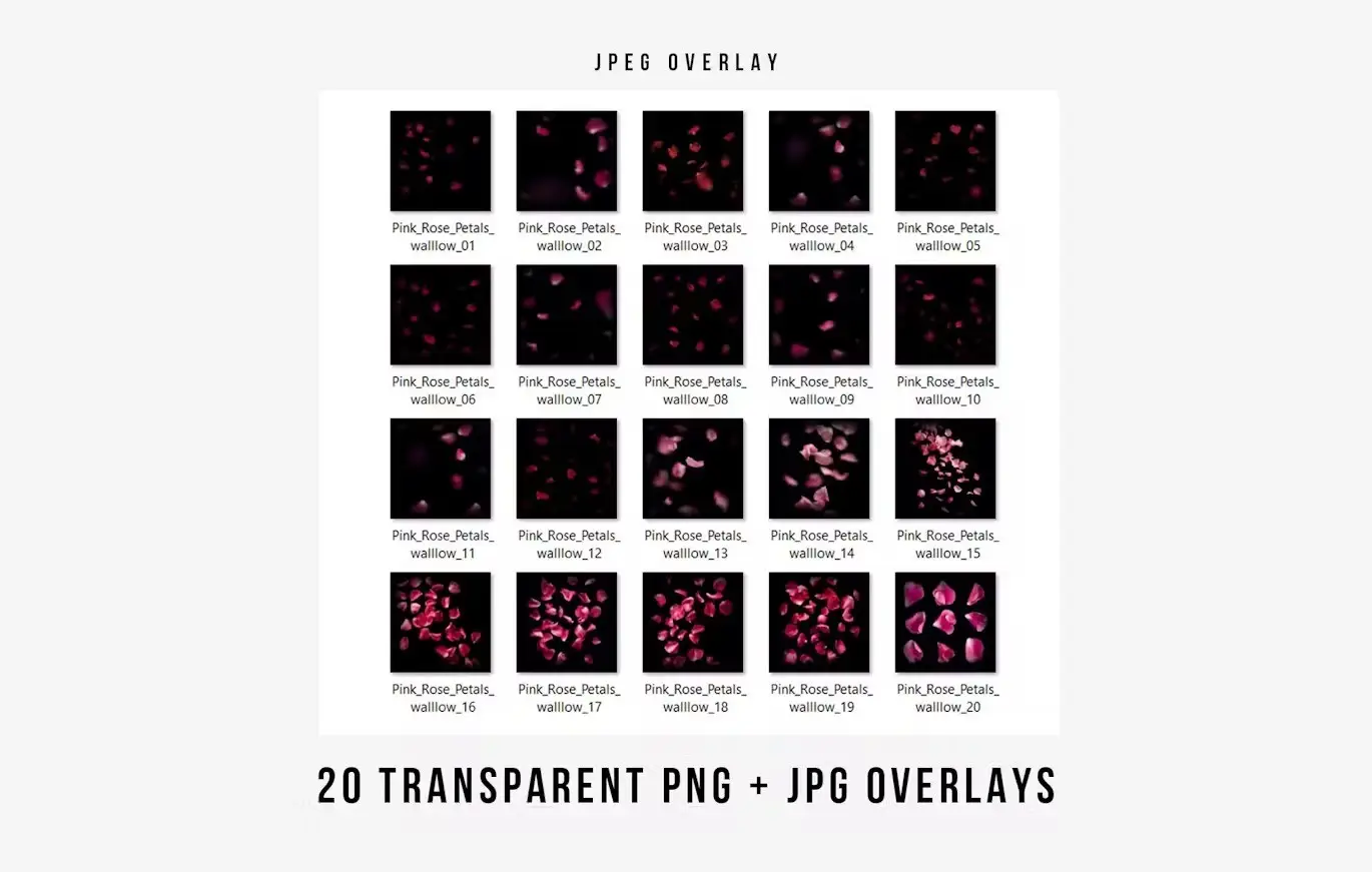 Pink rose flower petals transparent PNG overlays 4 pink rose flower petals transparent png overlays5