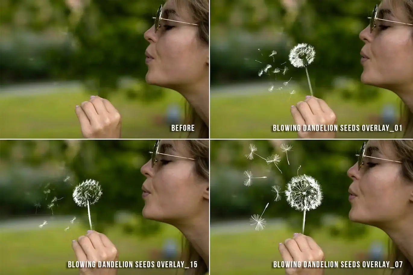 Blowing dandelion flowers transparent png overlays 3 realistic dandelion png transparent overlays02
