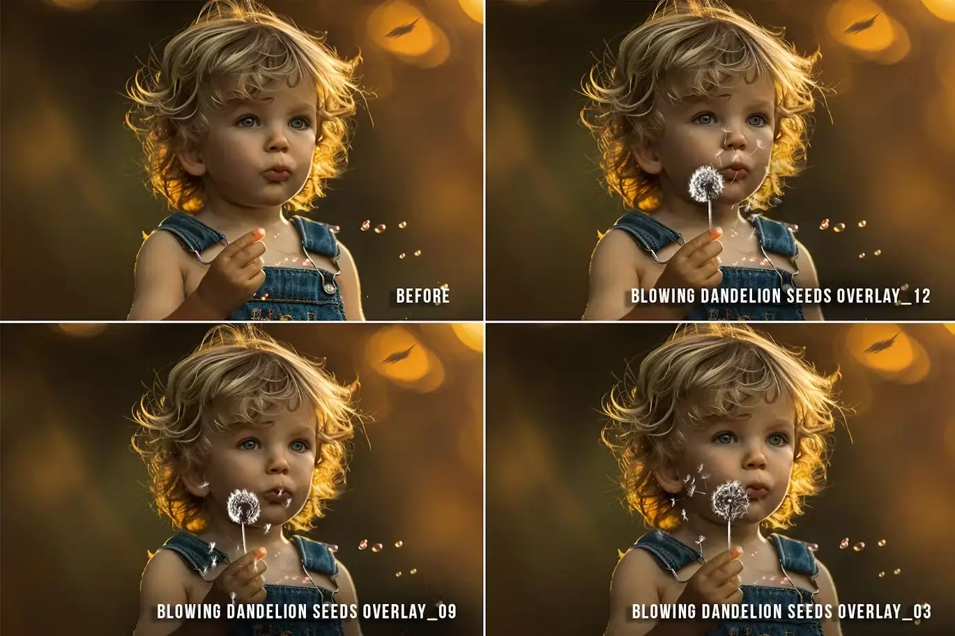 Blowing dandelion flowers transparent png overlays 4 realistic dandelion png transparent overlays03
