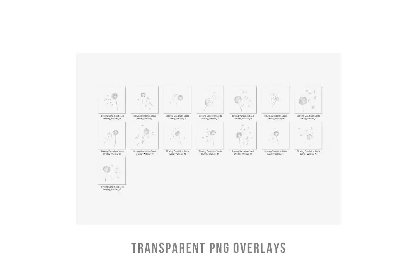 Blowing dandelion flowers transparent png overlays 5 realistic dandelion png transparent overlays04