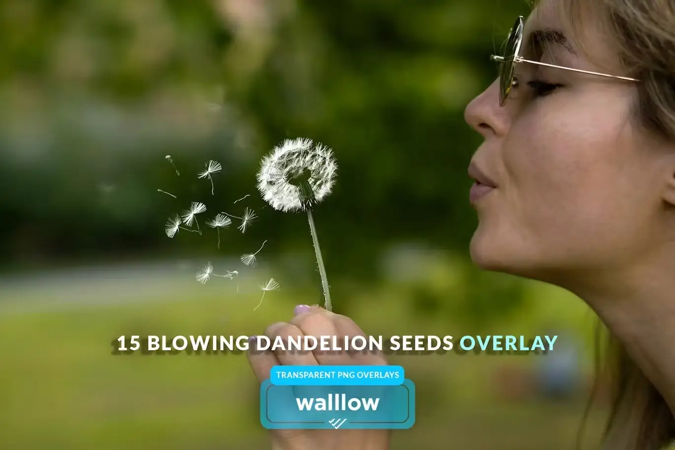 Blowing dandelion flowers transparent png overlays 6 realistic dandelion png transparent overlays05
