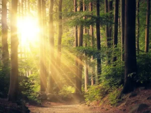 realistic sun light photoshop overlays and action06