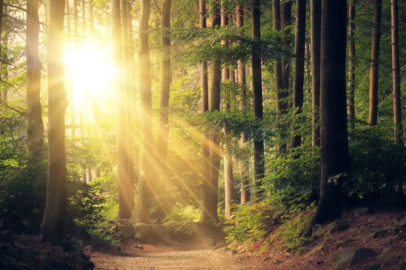 Realistic Sun Light Photoshop Overlays and Action
