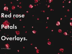 red rose petals overlays1