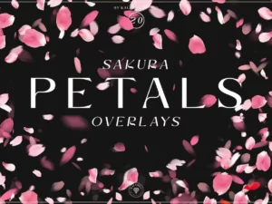 sakura petals overlays1