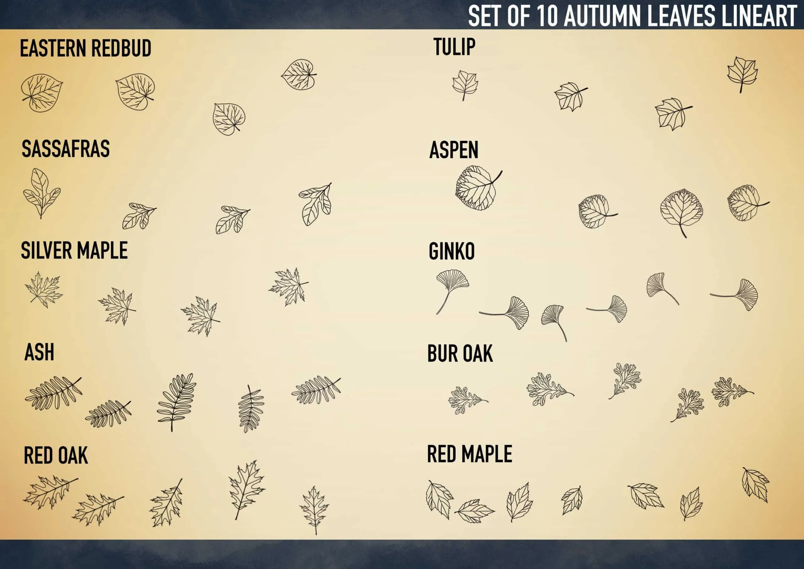 Autumn Leaves Lineart Brush Pack 3 autumn leaves lineart brush pack2